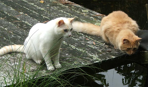cats-fishing